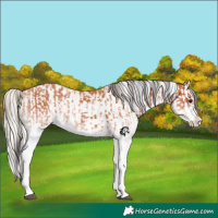 Horse Color:White Spotted Bay Splash  and White Spotted Silver Bay Splash 