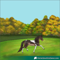 Horse Color:Liver Chestnut Tobiano 