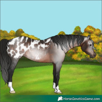 Horse Color:Gray Brown Appaloosa