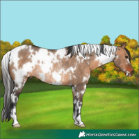 Horse Color:White Spotted Brown Dun Rabicano 