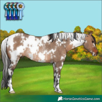 Horse Color:White Spotted Brown Dun Rabicano 