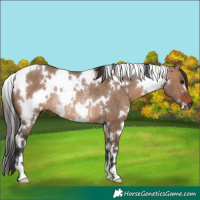 Horse Color:White Spotted Brown Dun Rabicano 