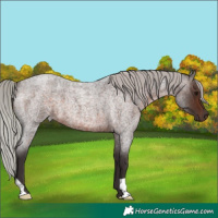 Horse Color:Silver Brown Roan 