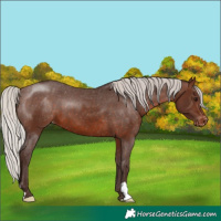 Horse Color:Silver Brown Appaloosa