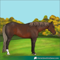 Horse Color:Liver Chestnut 