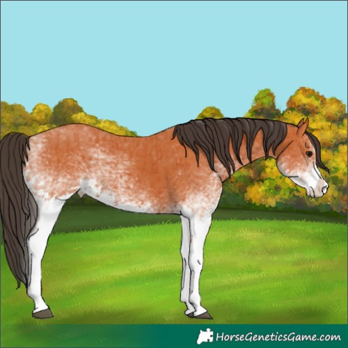 Horse Color:White Spotted Bay Splash  and White Spotted Bay Splash 