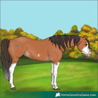Horse Color:Bay Splash Frame