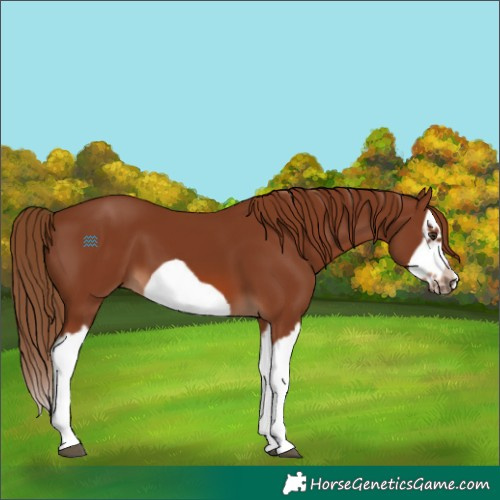 Horse Color:Chestnut Splash Frame