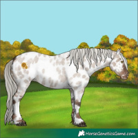 Horse Color:Liver Red Dun Roan Mushroom Tobiano Appaloosa