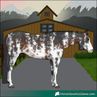 Horse Color:Brown Sabino 