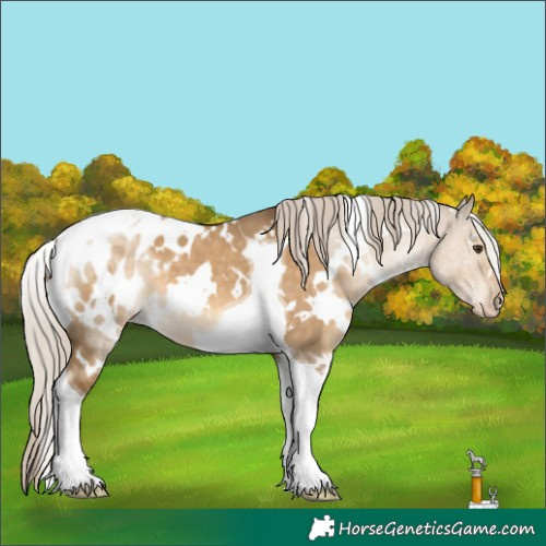 Horse Color:White Spotted Chocolate Palomino Dun Tobiano Appaloosa 