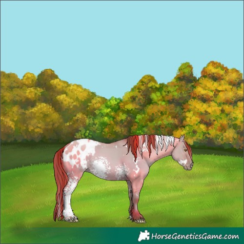 Horse Color:White Spotted Classic Champagne Dun Mushroom Appaloosa Rabicano 