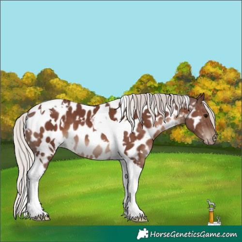 Horse Color:White Spotted Silver Black Tobiano Appaloosa 