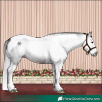 Horse Color:Gray Brown Roan Splash Tobiano