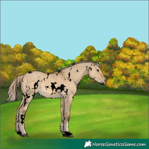 Horse Color:Void White Spotted Chocolate Palomino Dun 