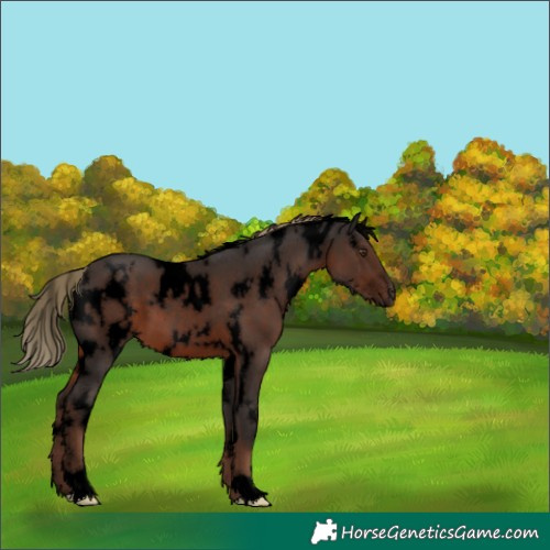 Horse Color:Void White Spotted Liver Chestnut 