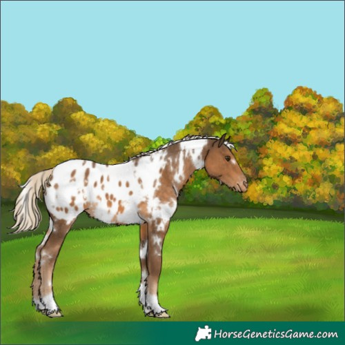 Horse Color:White Spotted Chocolate Palomino Appaloosa 