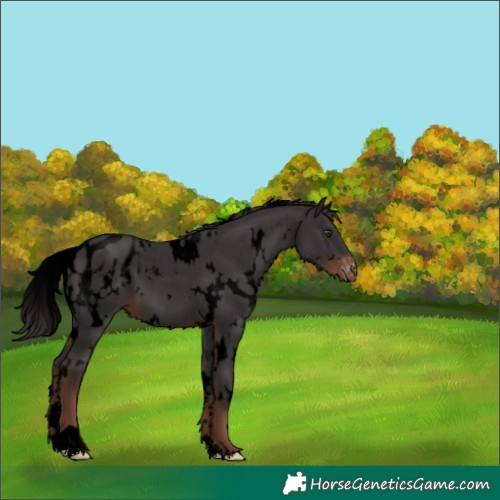 Horse Color:Void White Spotted Liver Chestnut Appaloosa 