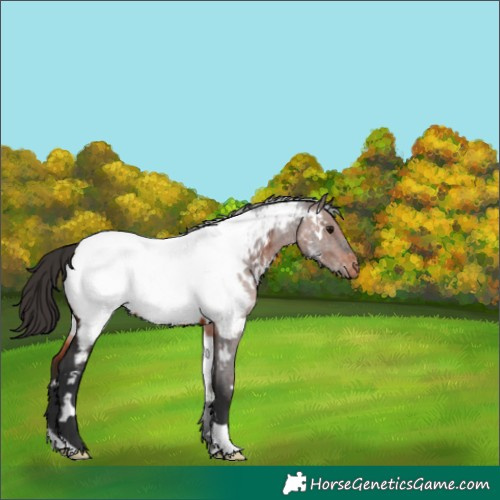 Horse Color:White Spotted Bay Appaloosa 