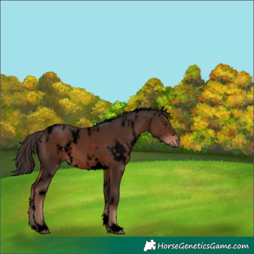 Horse Color:Void White Spotted Liver Chestnut 