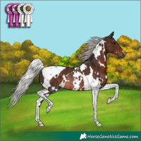 Horse Color:White Spotted Silver Brown Tobiano Rabicano
