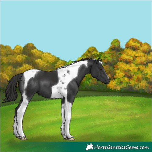 Horse Color:Liver Chestnut Tobiano 