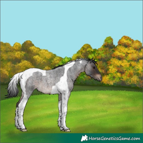 Horse Color:Brown Roan Tobiano 