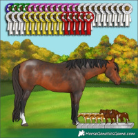 Horse Color:Bay Sabino 