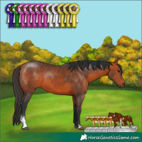 Horse Color:Bay Sabino