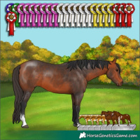 Horse Color:Bay Sabino 