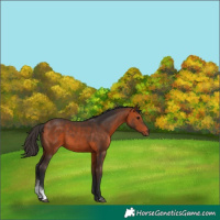 Horse Color:Bay Sabino 