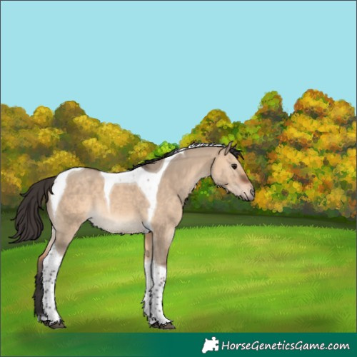 Horse Color:Bay Dun Tobiano 