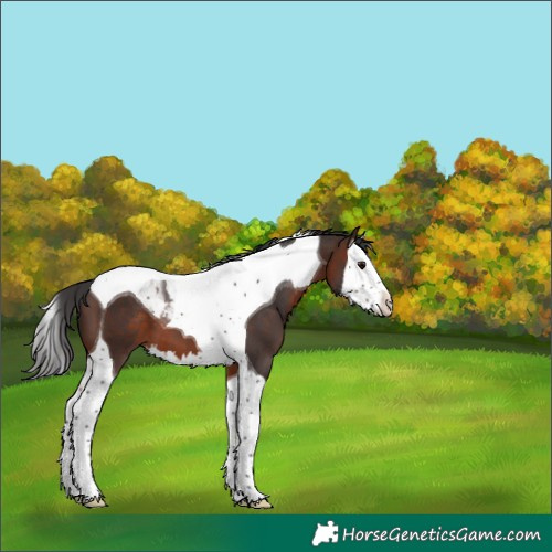Horse Color:Brown Splash Tobiano 