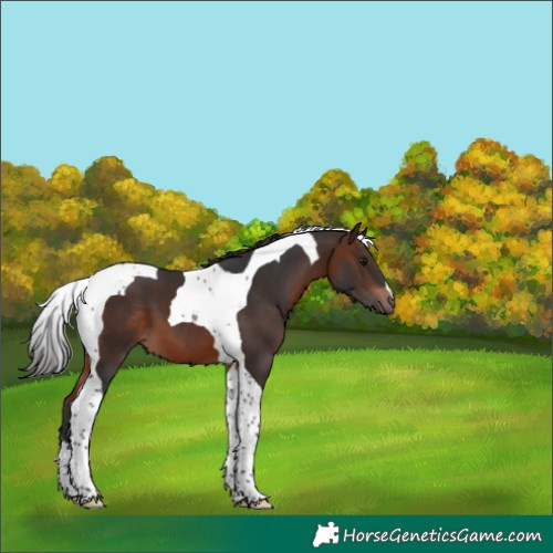Horse Color:Brown Tobiano 