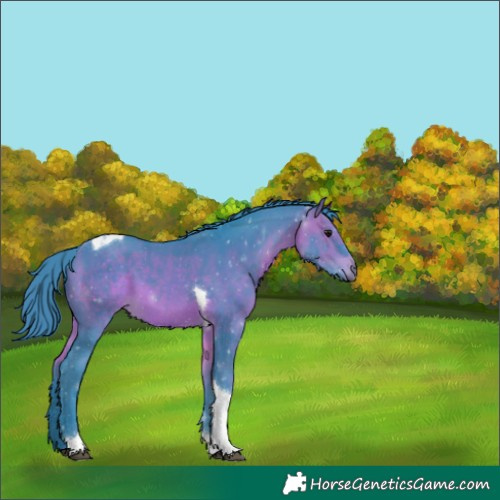 Horse Color:Watercolor Bay Tobiano 