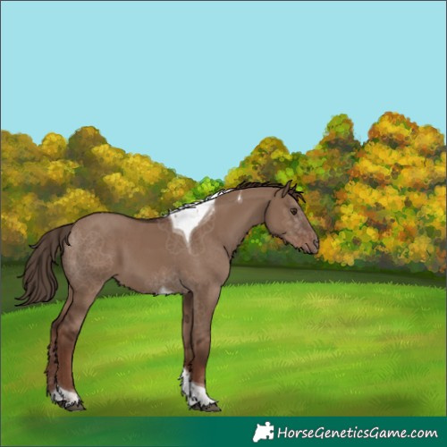 Horse Color:Liver Red Dun Tobiano 