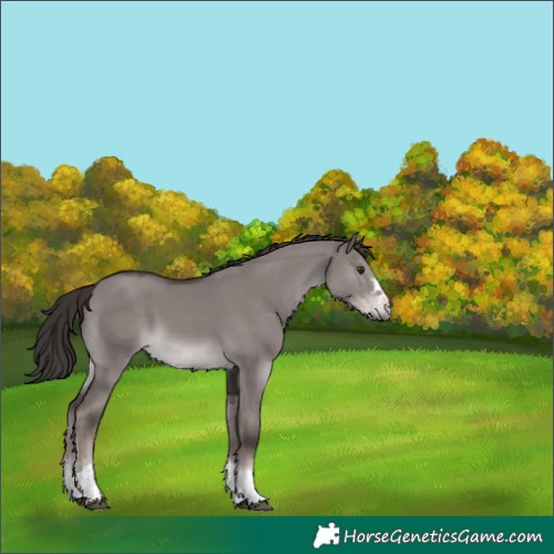 Horse Color:Platinum Liver Red Dun 