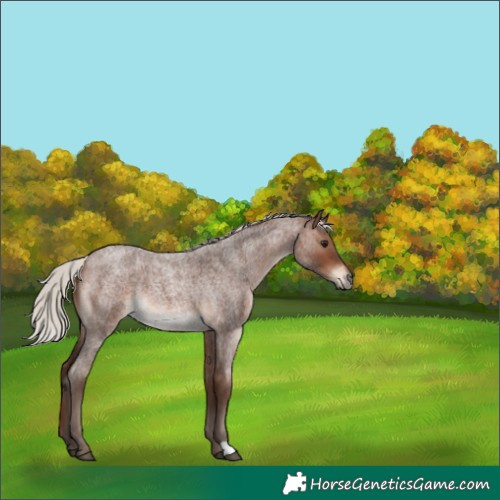 Horse Color:Silver Brown Roan 