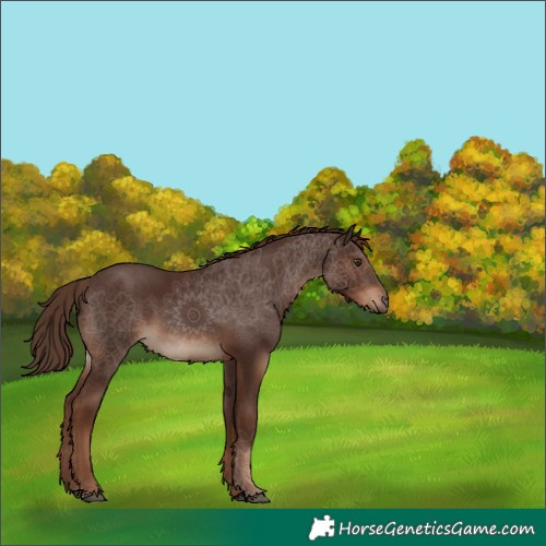 Horse Color:Liver Chestnut 