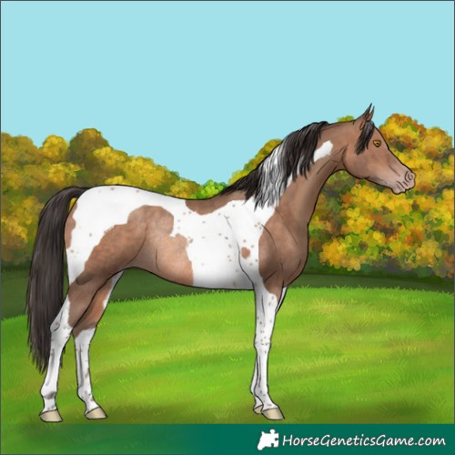 Horse Color:Sable Champagne Tobiano Rabicano 
