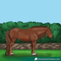 Horse Color:Chestnut 