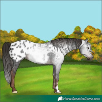 Horse Color:Gray Liver Chestnut Appaloosa Rabicano 