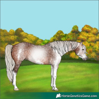 Horse Color:Gray Silver Bay Sabino 