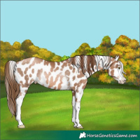 Horse Color:Liver Chestnut Pearl Sabino Appaloosa Rabicano