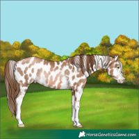 Horse Color:Liver Chestnut Pearl Sabino Appaloosa Rabicano