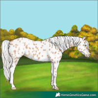 Horse Color:Silver Amber Champagne Appaloosa 