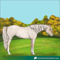 Horse Color:Chocolate Palomino Roan Pearl