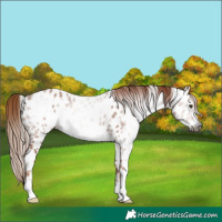 Horse Color:Gray White Spotted Chestnut Near Leopard Rabicano 