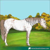 Horse Color:Gray Chestnut Pearl Appaloosa 