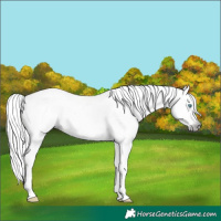 Horse Color:Gray Palomino Roan Pearl Dun Sabino 